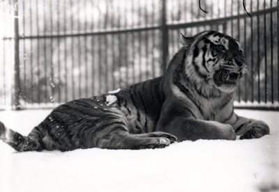 Siberian Tiger in the Snow by Frederick William Bond